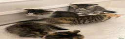 Mixed Breed cats for sale: Kittens Looking for Their Forever Homes MIXED BSH in London - Advert 5