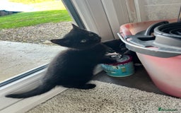 Mixed Breed cats for sale: Kittens for sale  - Advert 31