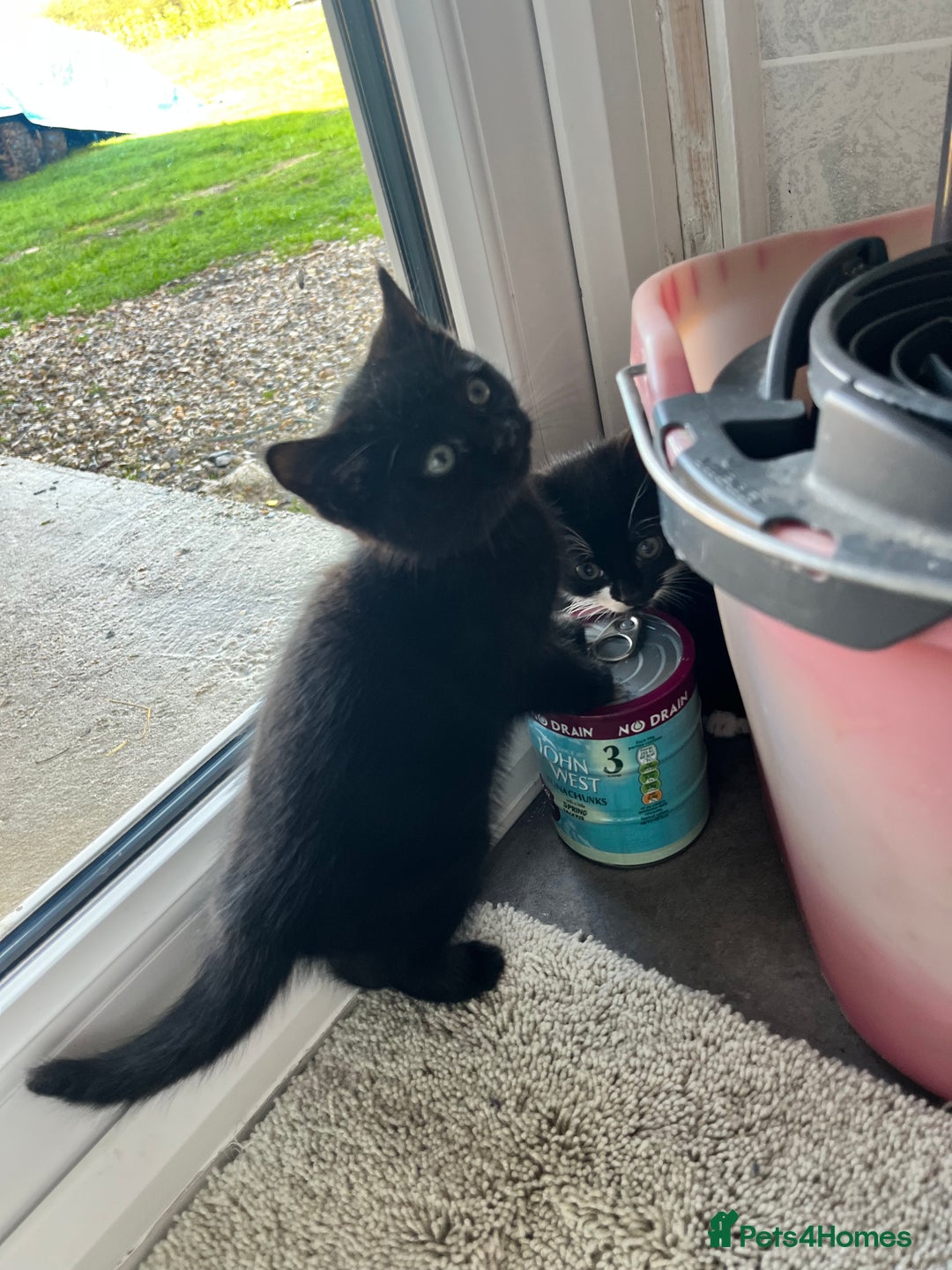 Mixed Breed cats for sale: Kittens for sale  - Advert 31