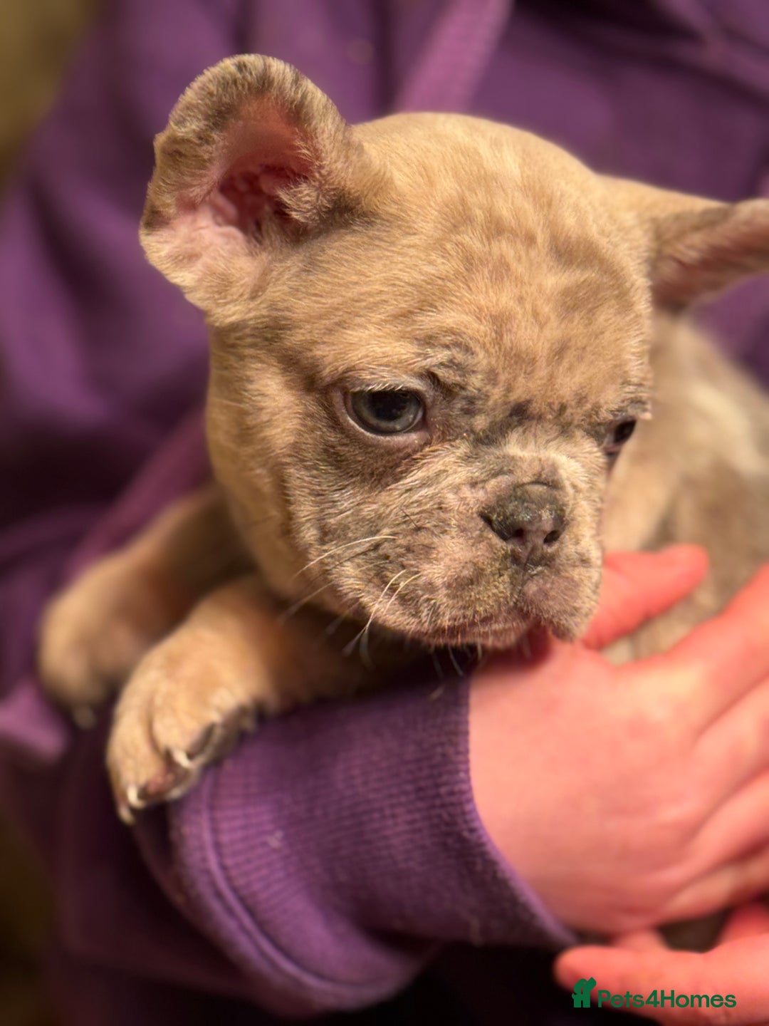 French Bulldog dogs for sale: Fluffy carrier French bull dog puppies  - Advert 8
