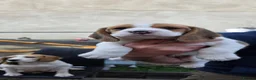 Beagle dogs for sale: 🐾Beautiful Beagle Puppies For Sale!🐶💕 - Advert 25