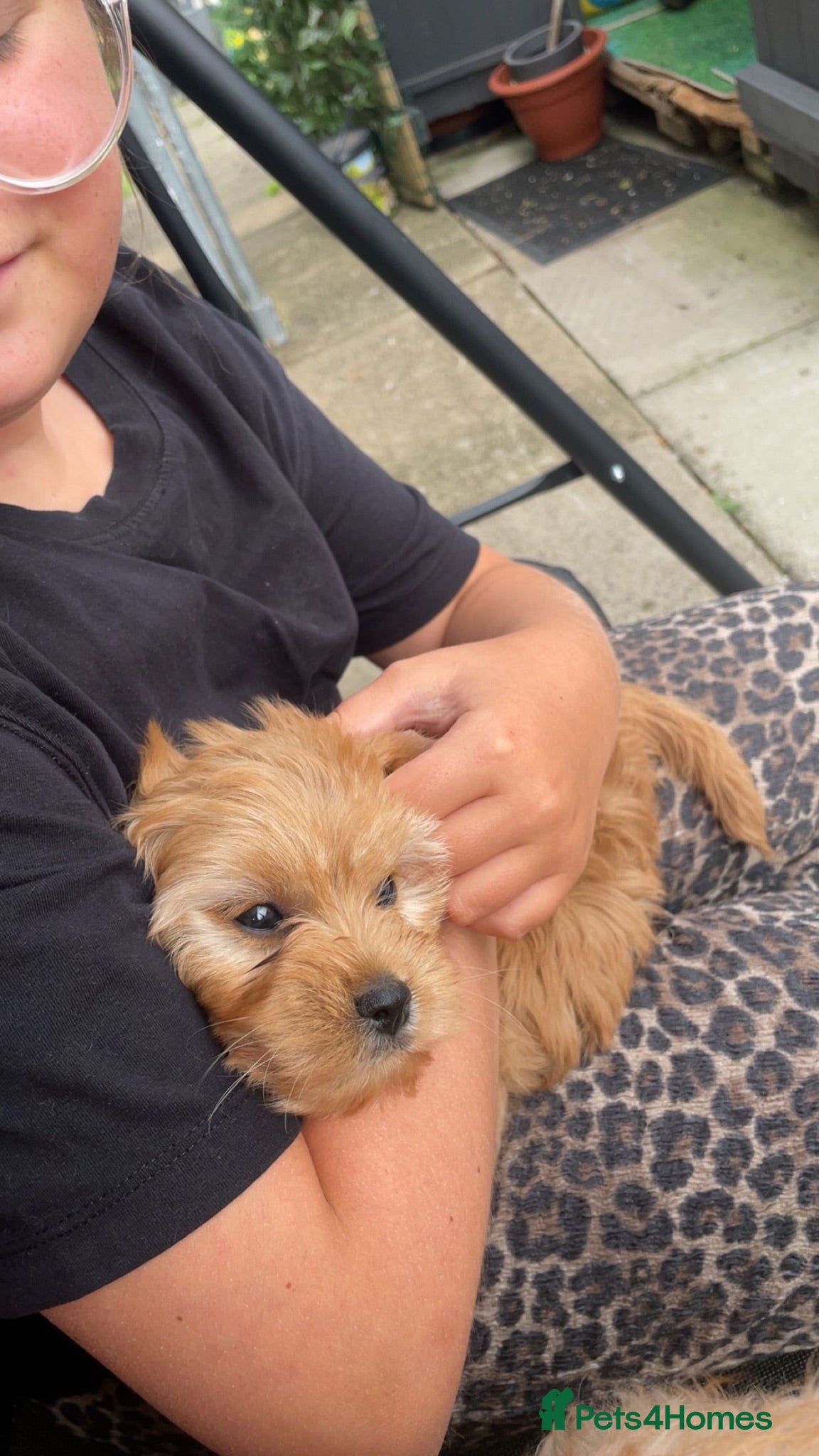 Cavapoo dogs One beautiful apricot male cavapoo puppy for sale - Advert 2