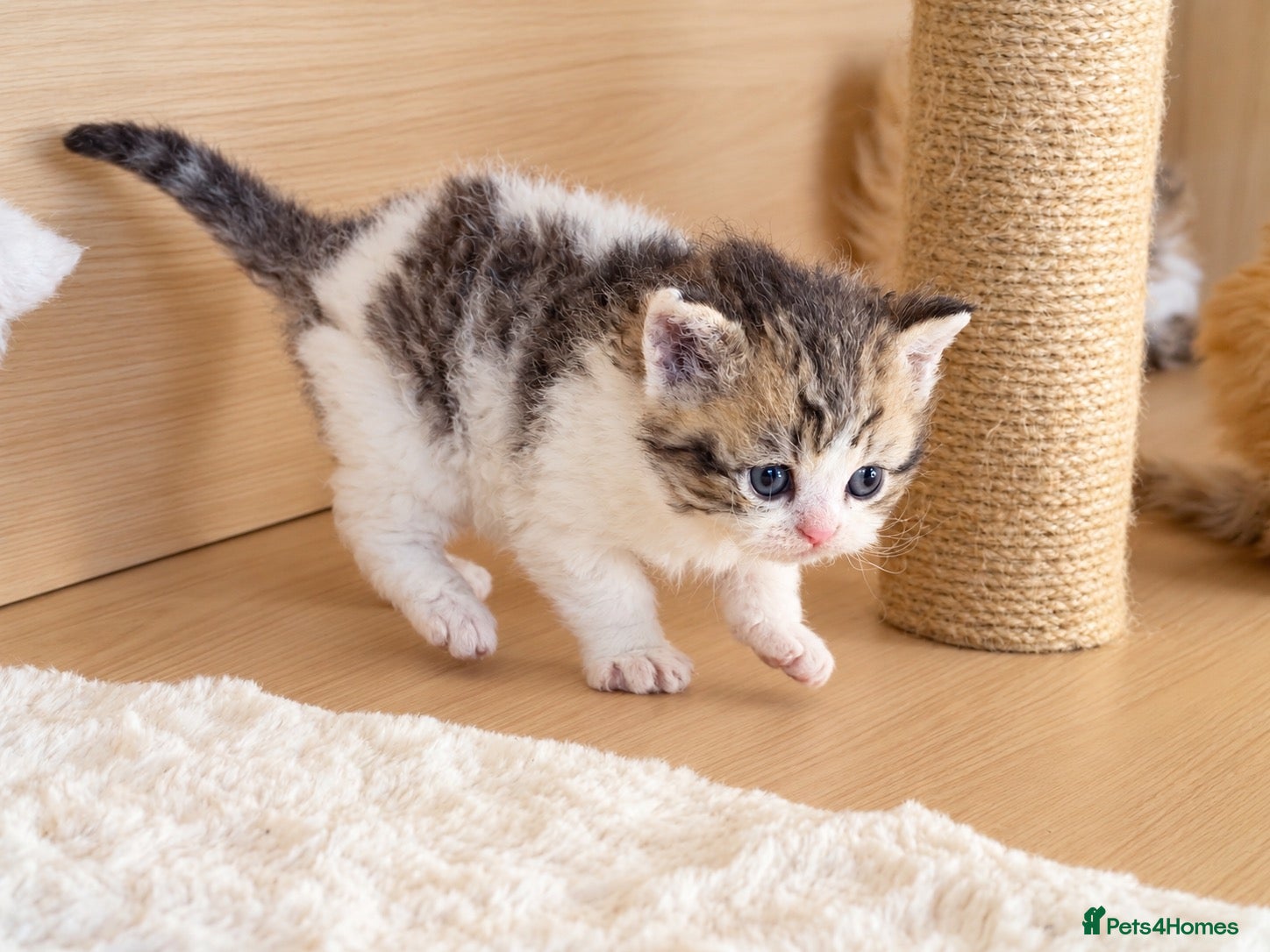 Selkirk Rex cats Tica Beautiful Selkirk Rex Shorthair Kittens  - Advert 16