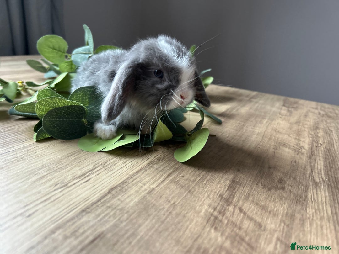 Mini Lop rabbits for sale: Litter of mini lop babies  - Image 15