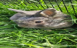 Netherland Dwarf rabbits for sale: 💫💫💫 Netherland dwarfs 💫💫💫 - Image 4