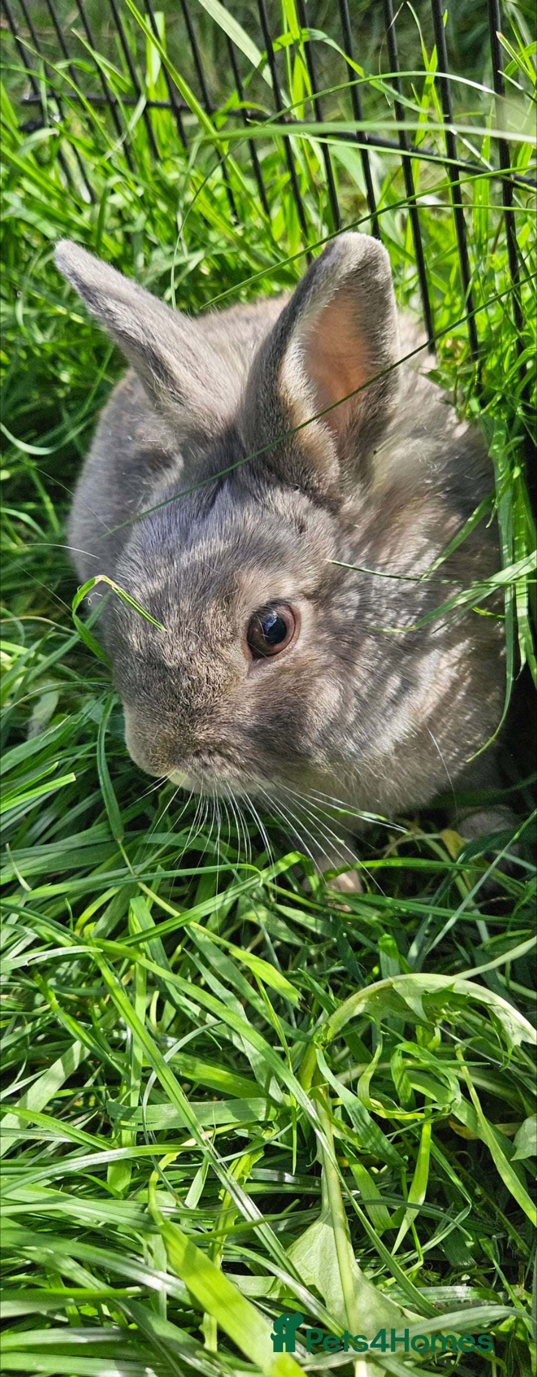 Netherland Dwarf rabbits for sale: 💫💫💫 Netherland dwarfs 💫💫💫 - Image 4