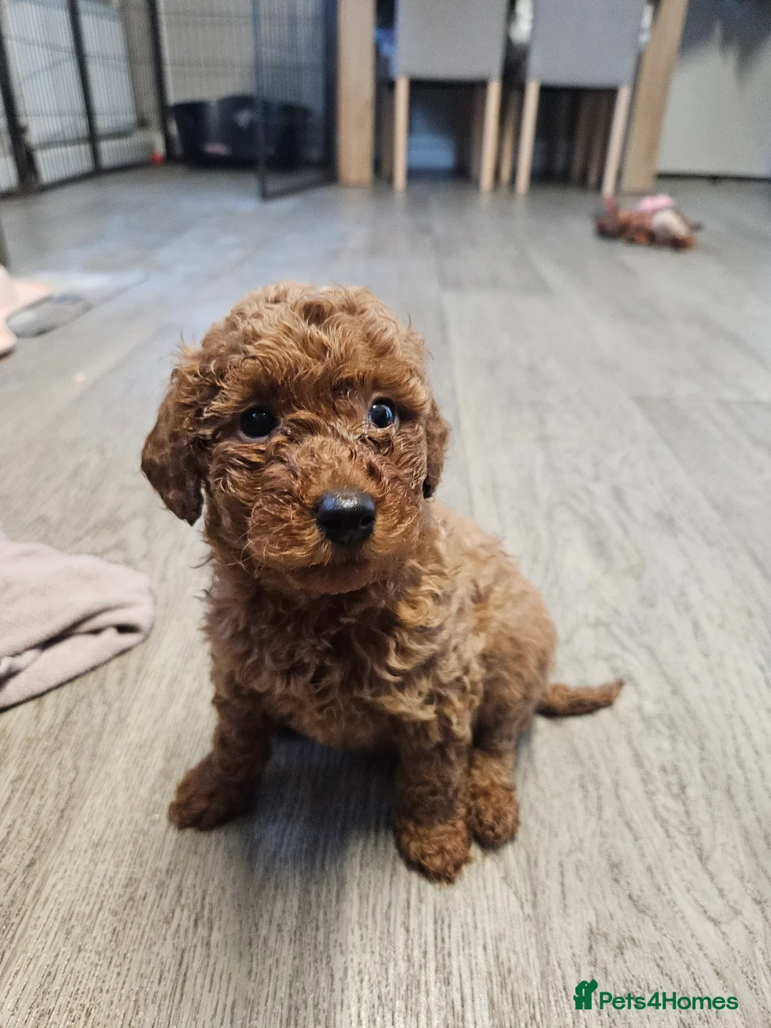 Miniature Poodle dogs for sale: Beautiful red kc mini poodles - Advert 2