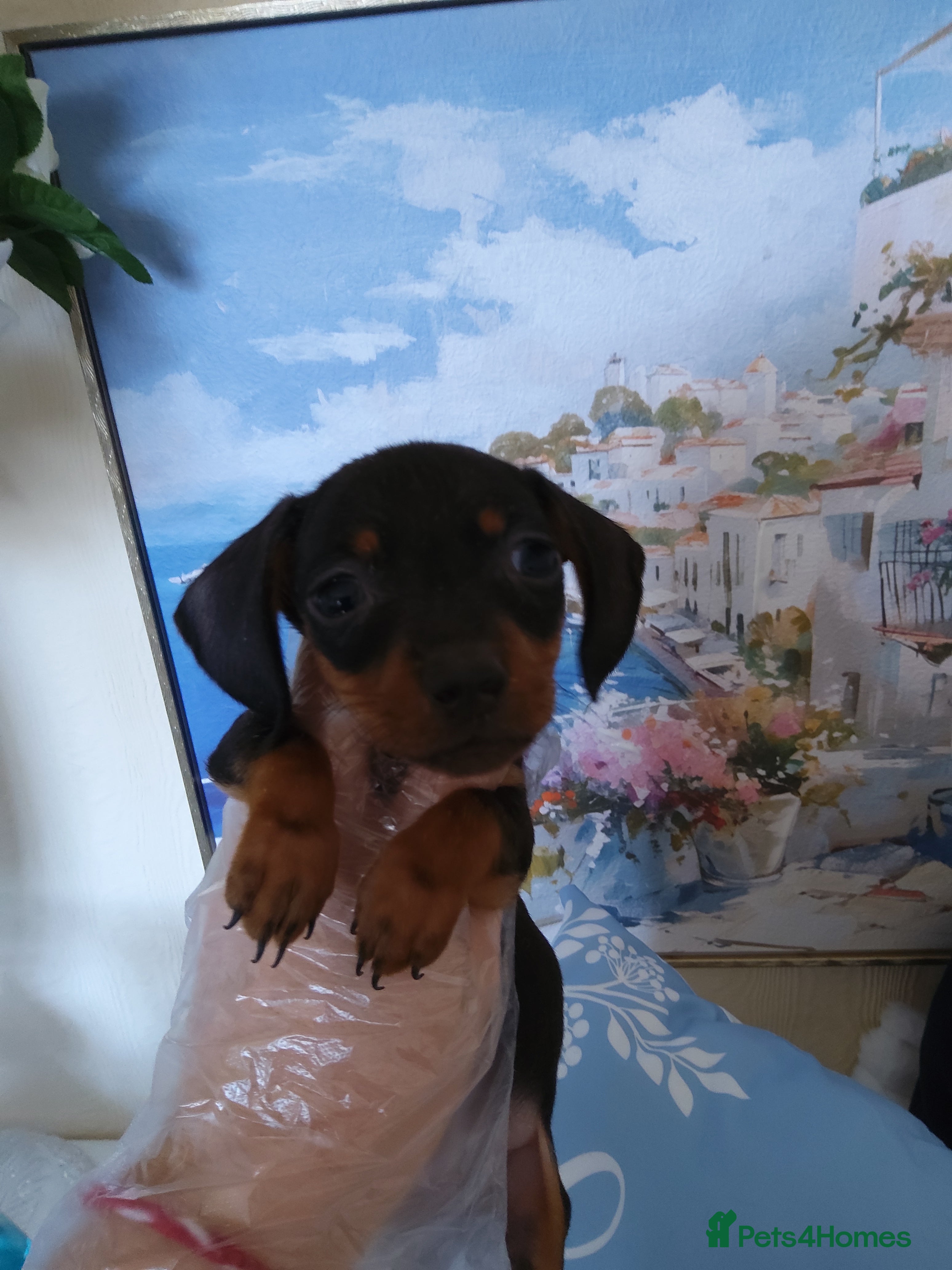 Miniature Dachshund dogs 🌟 Stunning minture dachshund Puppies  🌟 - Advert 1