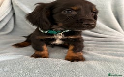 Cocker Spaniel dogs for sale: Ready to leave! 7 beautiful cocker spaniel pups in Hornchurch - Image 3