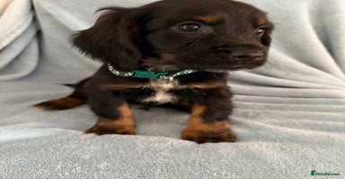 Cocker Spaniel dogs in Hornchurch - Advert 2