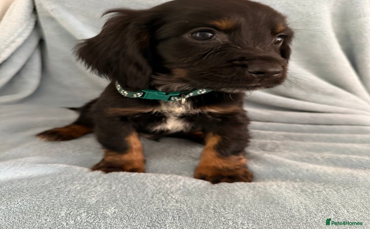Cocker Spaniel dogs in Hornchurch - Advert 4