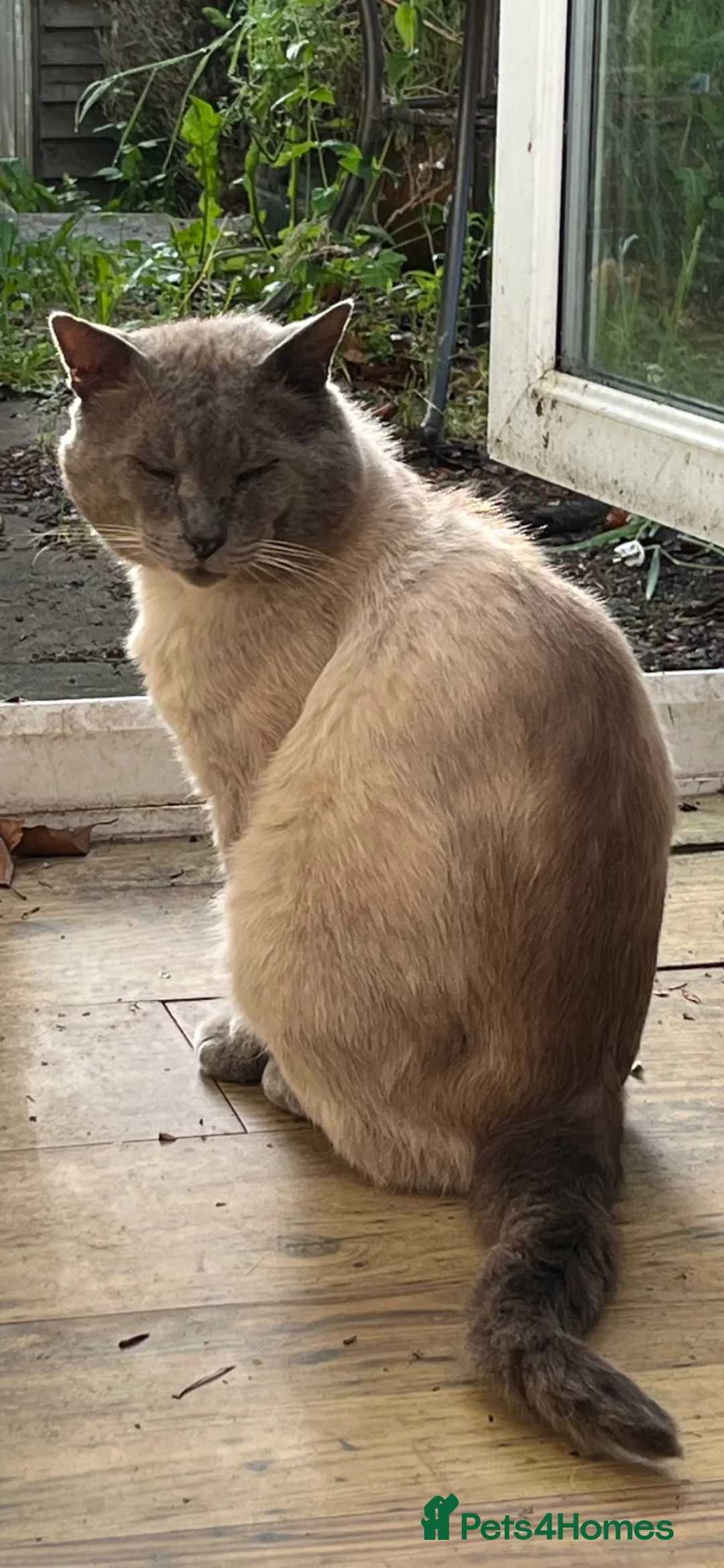 Oriental cats for sale: 7 RAGDOLL/SIAMESE KITTENS  - Advert 41