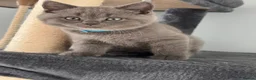 British Shorthair cats for sale: 🐾 British Shorthair Looking for Their Homes 🐾 - Advert 17
