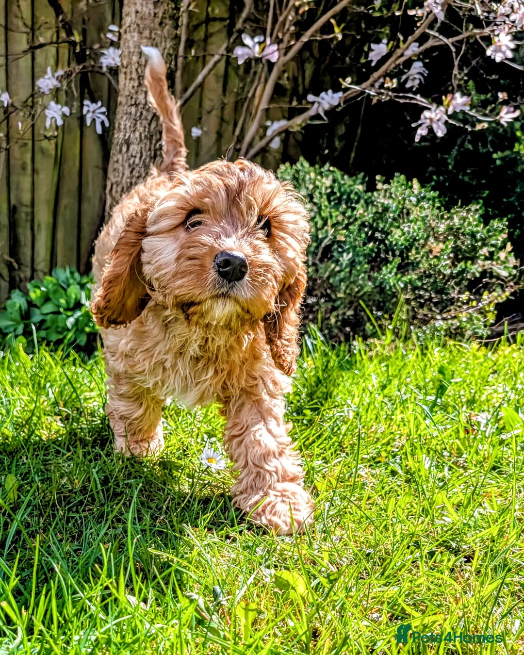 Mixed Breed dogs for sale: Cockapoo and Cavalier King Charles Spaniel mix - Advert 14