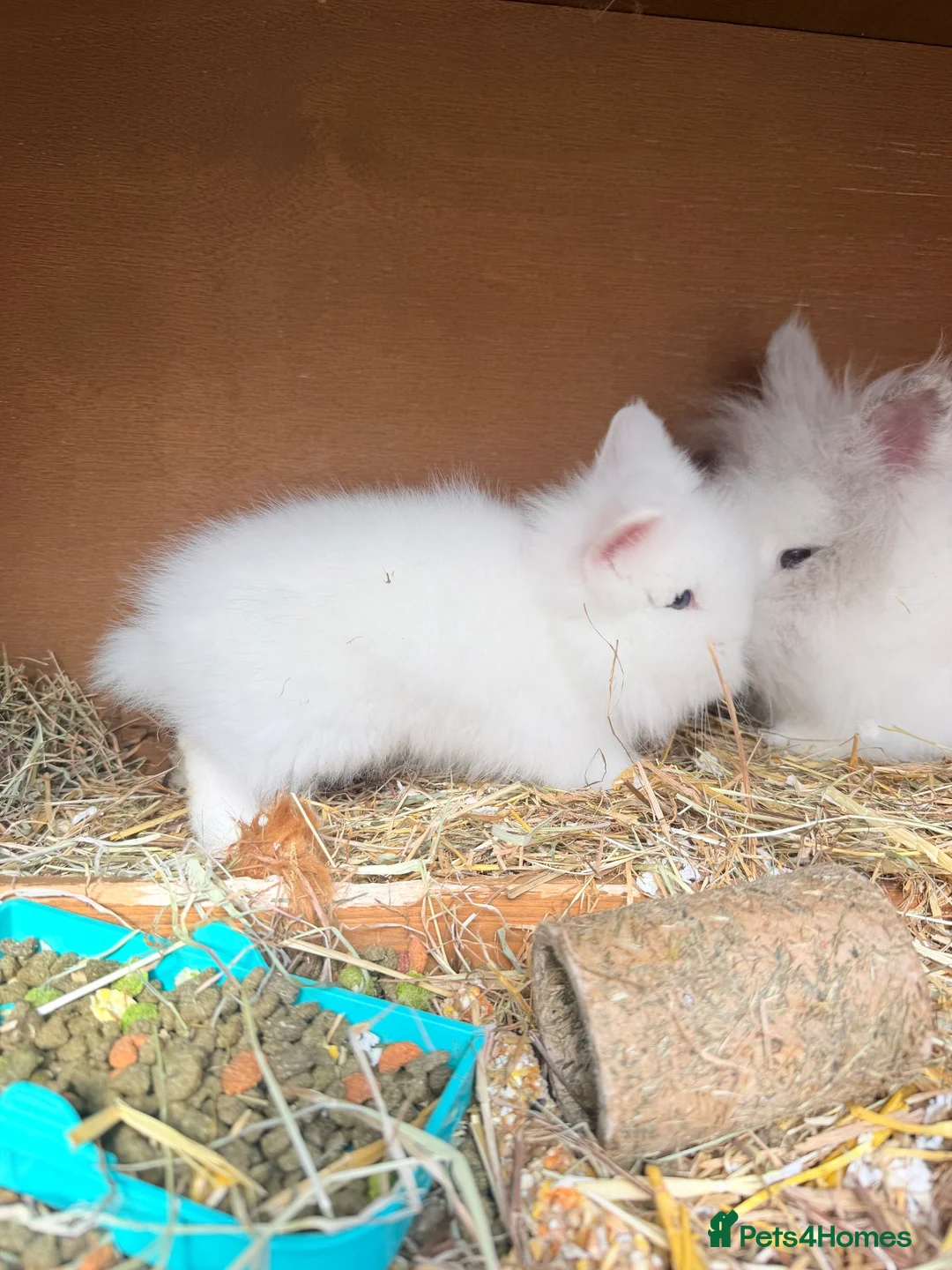 Lionhead rabbits for sale: Doublemane lionheads in Saltash - Advert 18