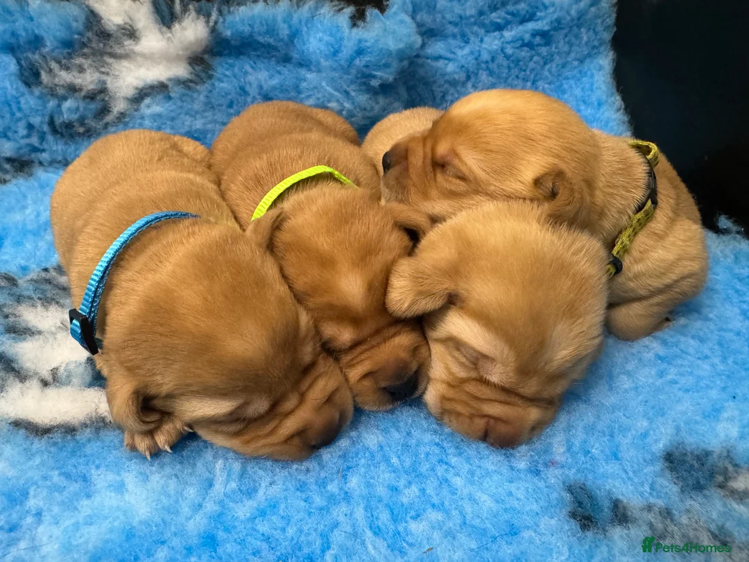 Labrador Retriever dogs for sale: Kennel Club Registered Labrador puppies  - Advert 11