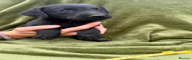Labrador Retriever 11