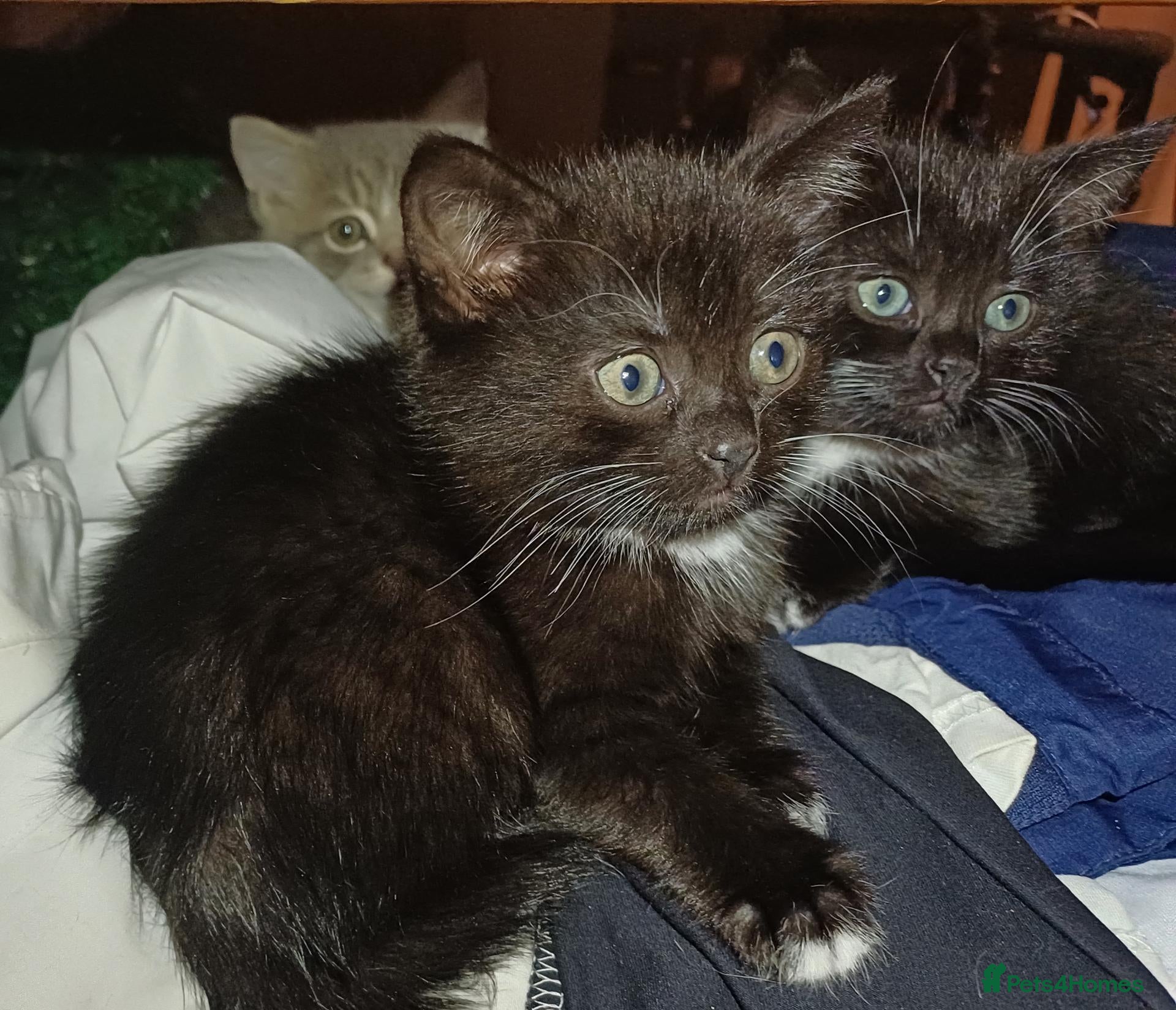 Mixed Breed cats for sale: Miniature kittens ready to go  - Advert 13
