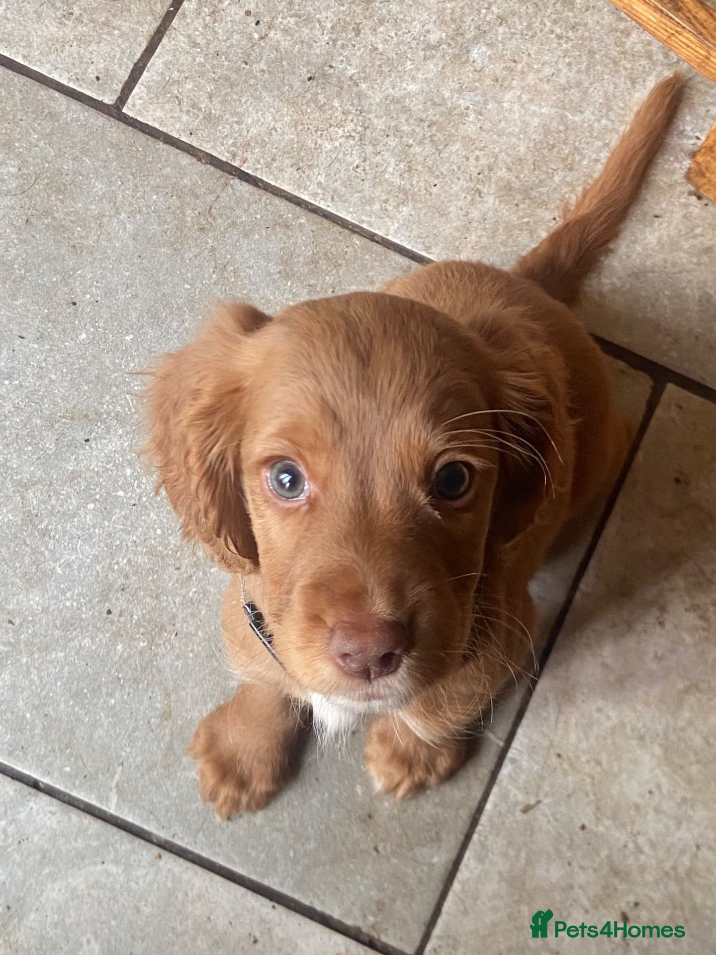 Cocker Spaniel dogs KC working cocker spaniel puppies! - Advert 2