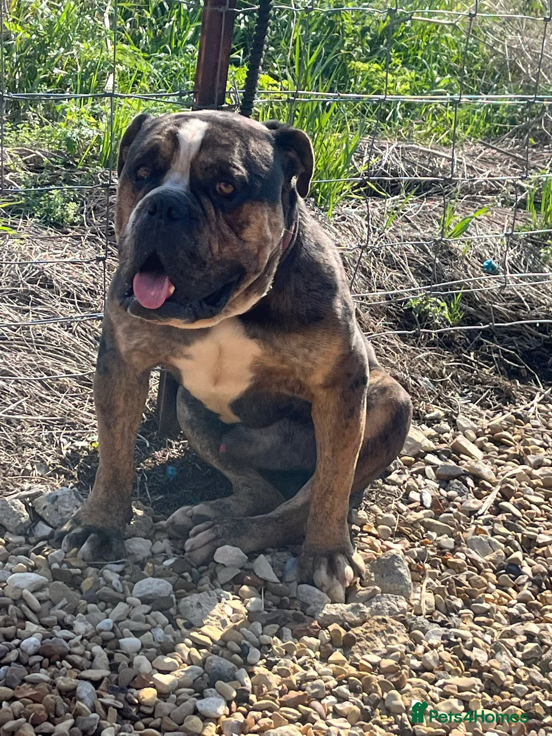 Alapaha Blue Blood Bulldog dogs for stud: NECKS ALAPAHA UK LINGRENS XANTHOS TRI( at/at )  in Wallasey - Advert 7