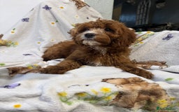 Cockapoo dogs for sale: F1 Cockapoo puppy’s  - Image 18