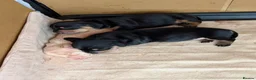 Miniature Dachshund dogs for sale: 3 beautiful male puppies  in Melton Mowbray - Advert 2