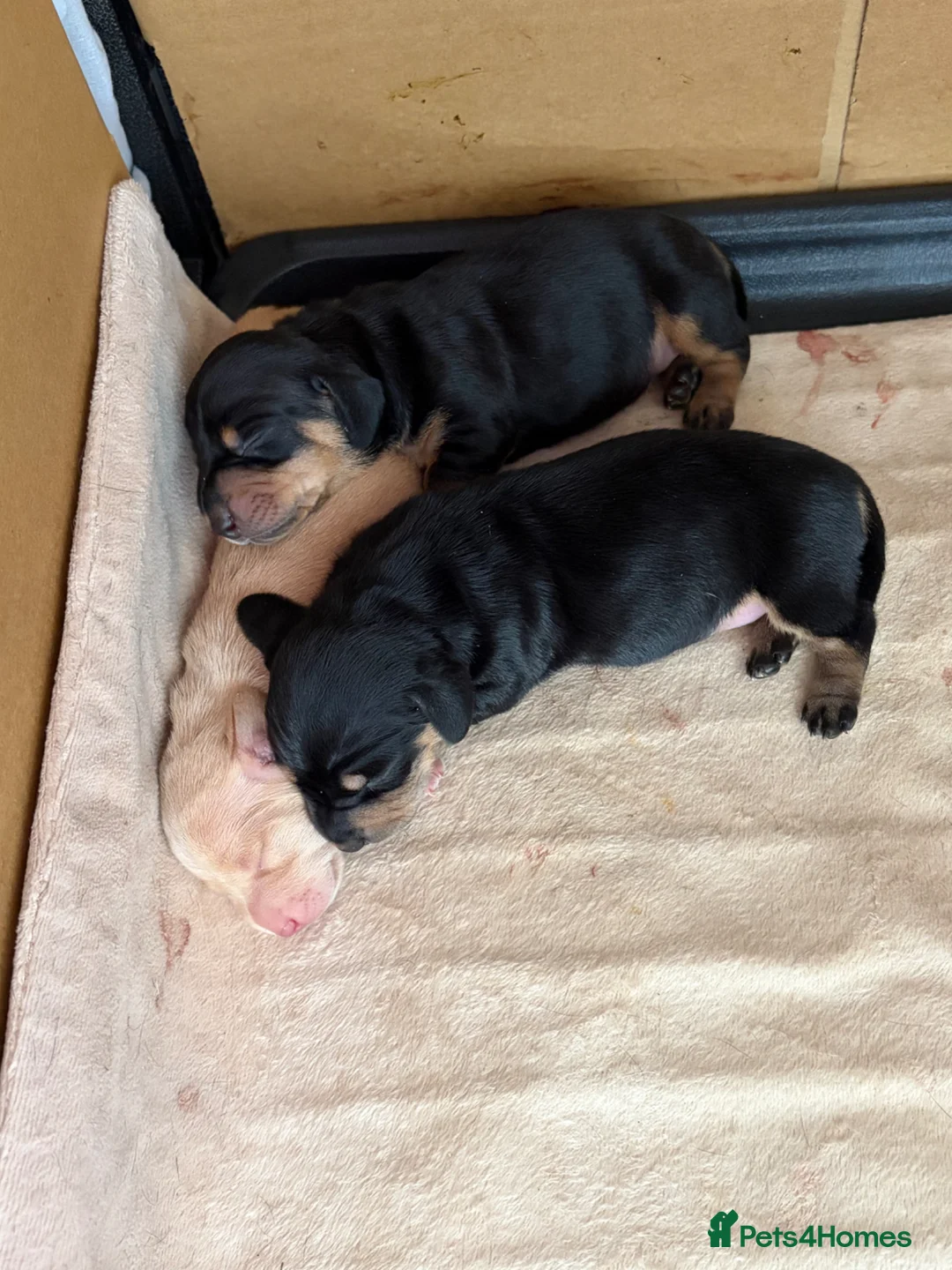 Miniature Dachshund dogs for sale: 3 beautiful male puppies  in Melton Mowbray - Advert 2