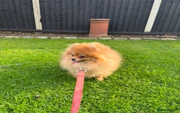 Pomeranian dogs for sale: Miniature Pomeranian  - Image 12