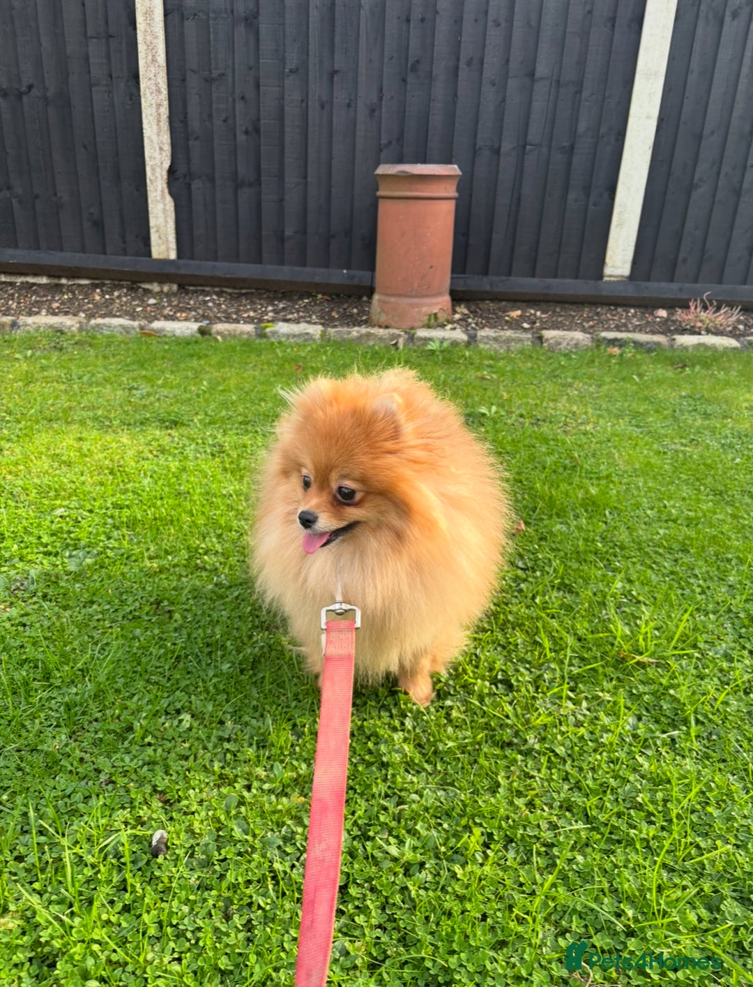 Pomeranian dogs for sale: Miniature Pomeranian  - Image 12
