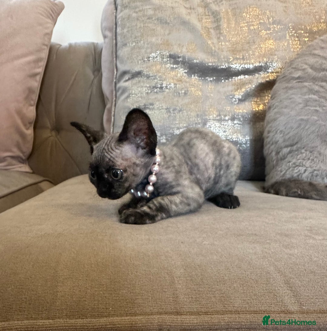 Devon Rex cats for sale: Two Adorable Devon Rex Kittens 💙🩷 - Image 16