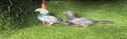 Pigeons birds for sale: Vaccinated Pakistani Pigeons – 20 Pairs - Advert 11
