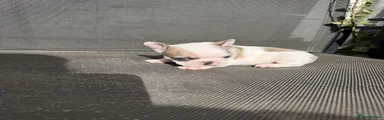 French Bulldog 5