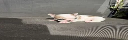 French Bulldog dogs for sale: French Bulldog Puppies Seeking Caring Owners in Northampton - Advert 6