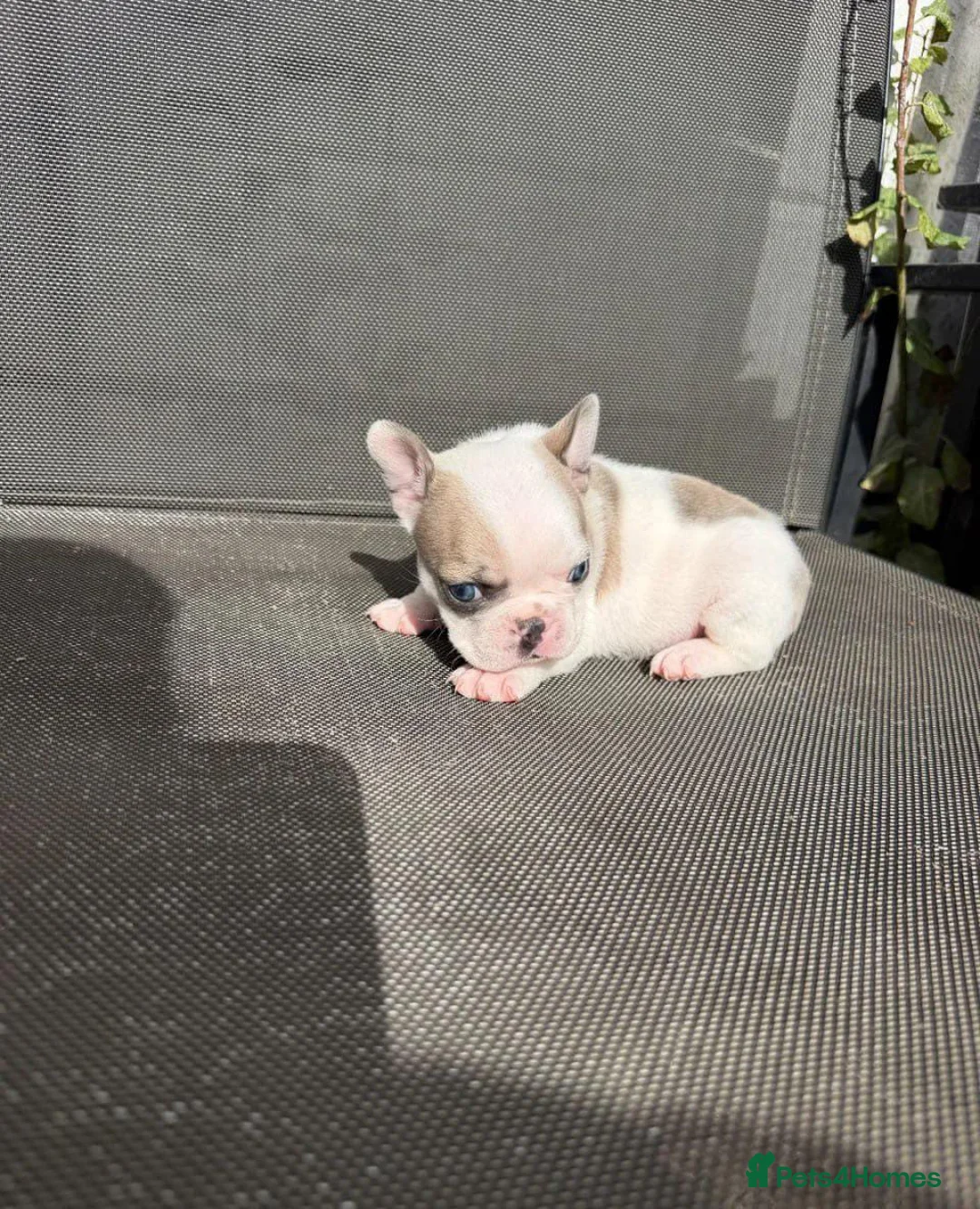French Bulldog dogs for sale: French Bulldog Puppies Seeking Caring Owners in Northampton - Advert 6