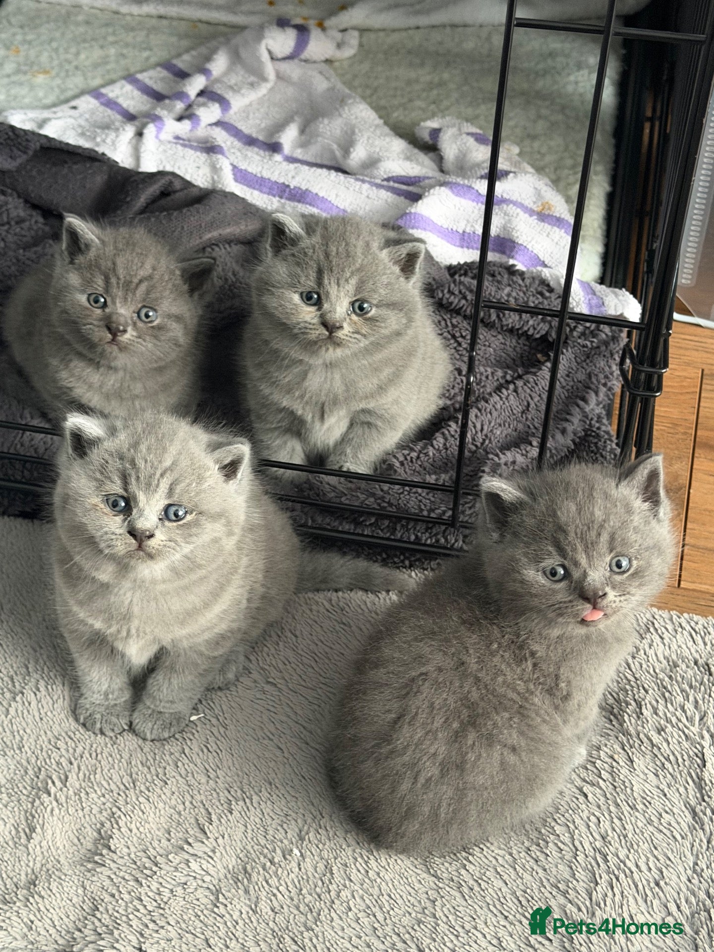 British Shorthair cats Beautiful British shorthair kittens  - Advert 1