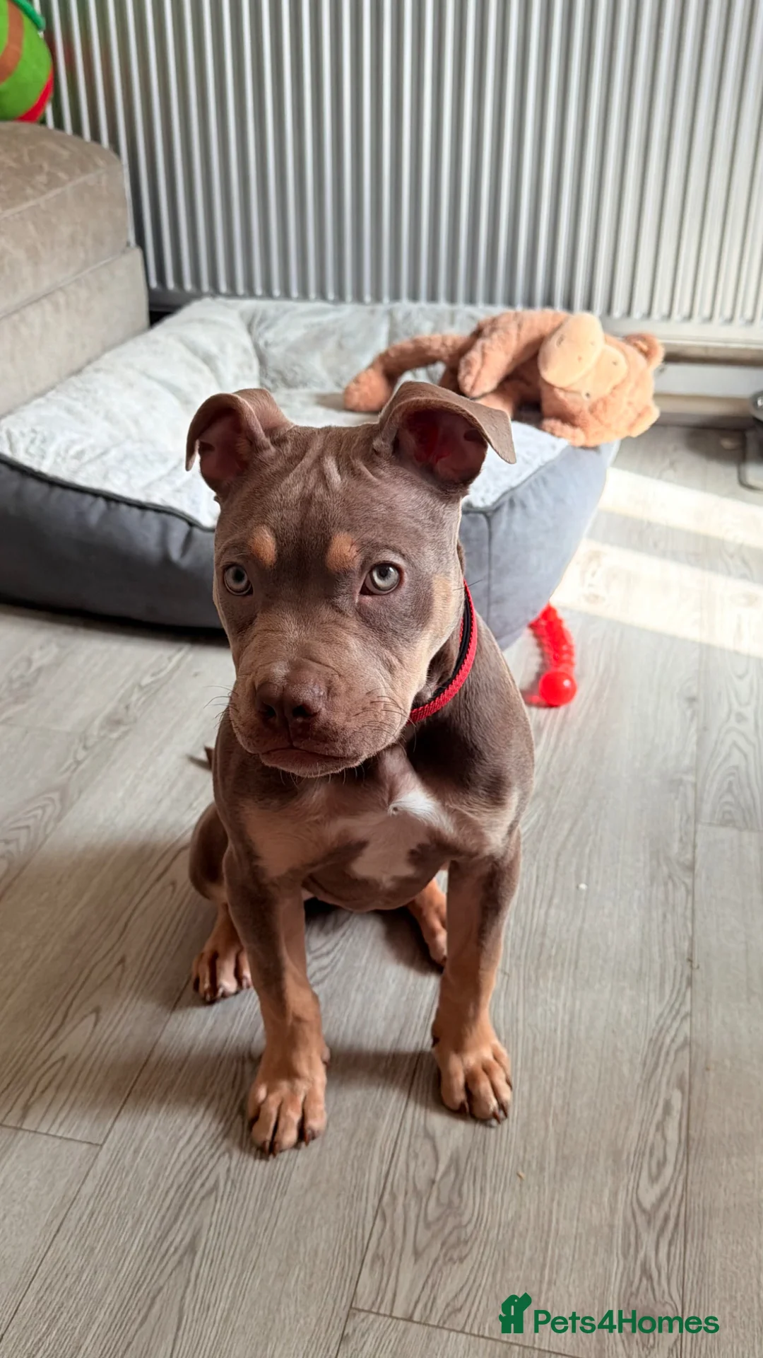 American Bully dogs for sale: Lilac tri female puppy in Birmingham - Advert 1