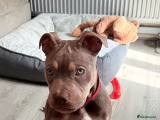 American Bully dogs Lilac tri female puppy - Advert 1