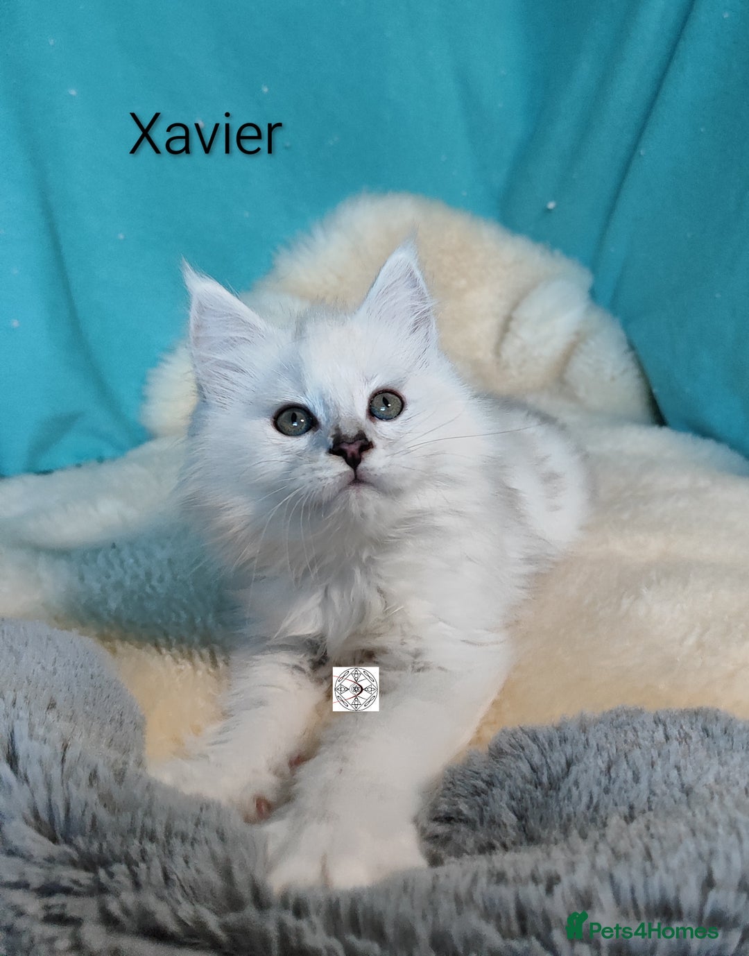 Maine Coon cats for sale: Unique maine coon kittens ❤️ - Advert 13