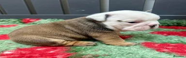 English Bulldog Puppy 2