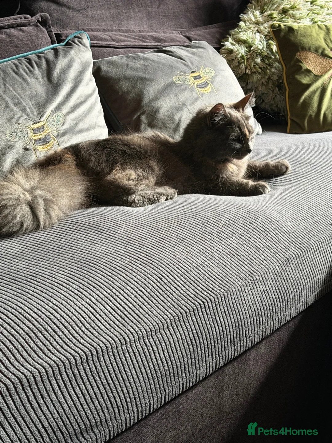 Mixed Breed cats for sale: Beautiful kittens Ready Now - Advert 12