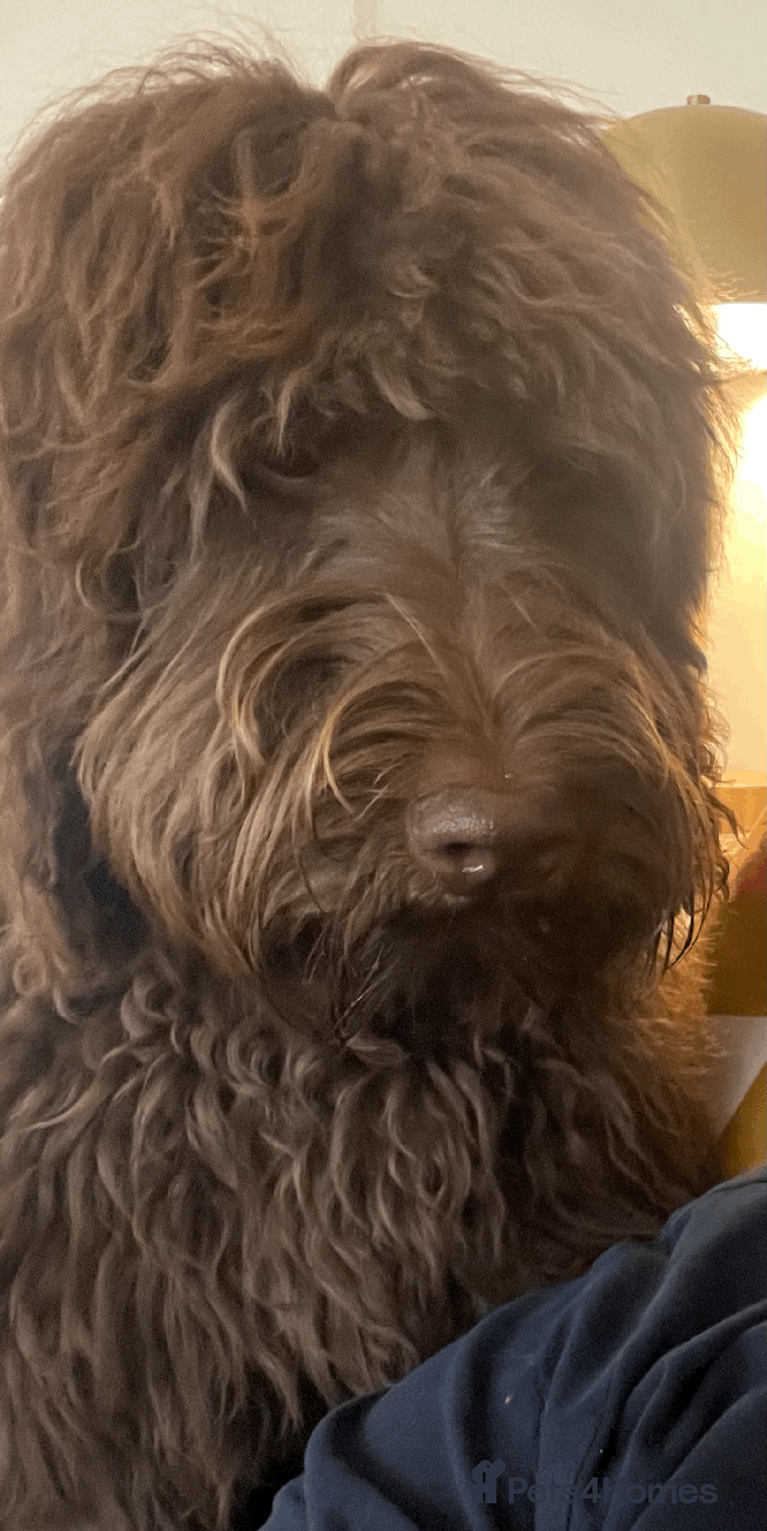 Labradoodle dogs for sale: F4b Standard Labradoodles (Fully Health Tested) - Advert 14