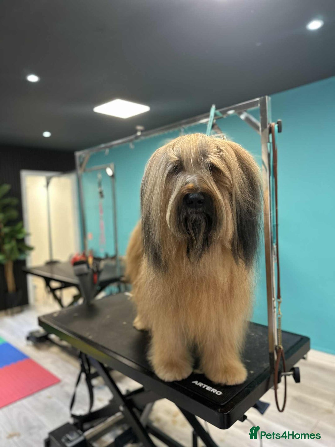 Briard dogs for sale: Amazing pedigree Briard Pups - Image 5