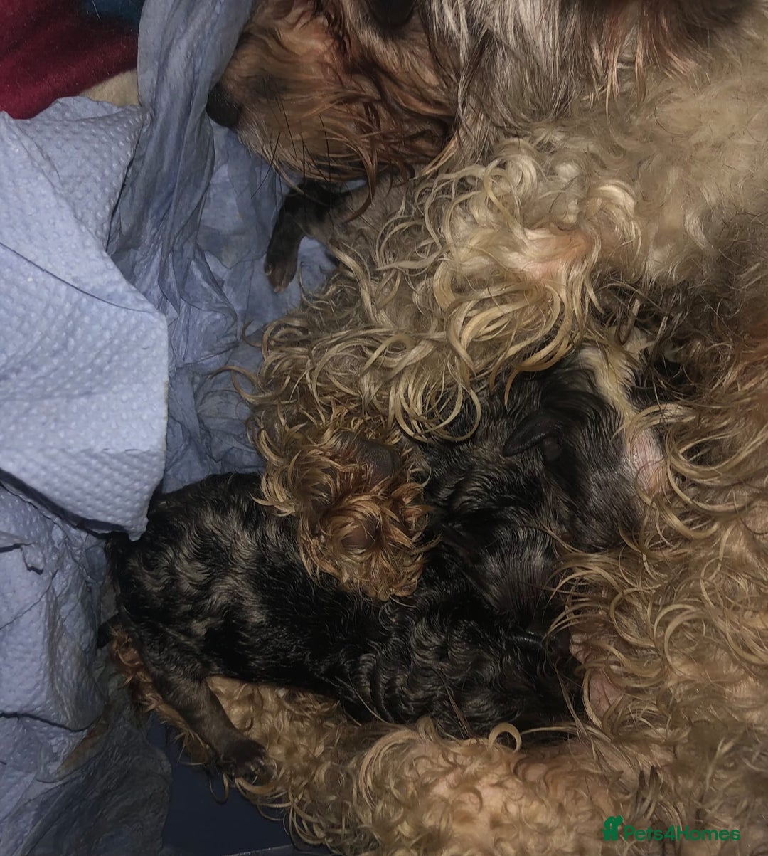 Maltipoo dogs for sale: F1 MALTIPOO PUPS - Advert 10