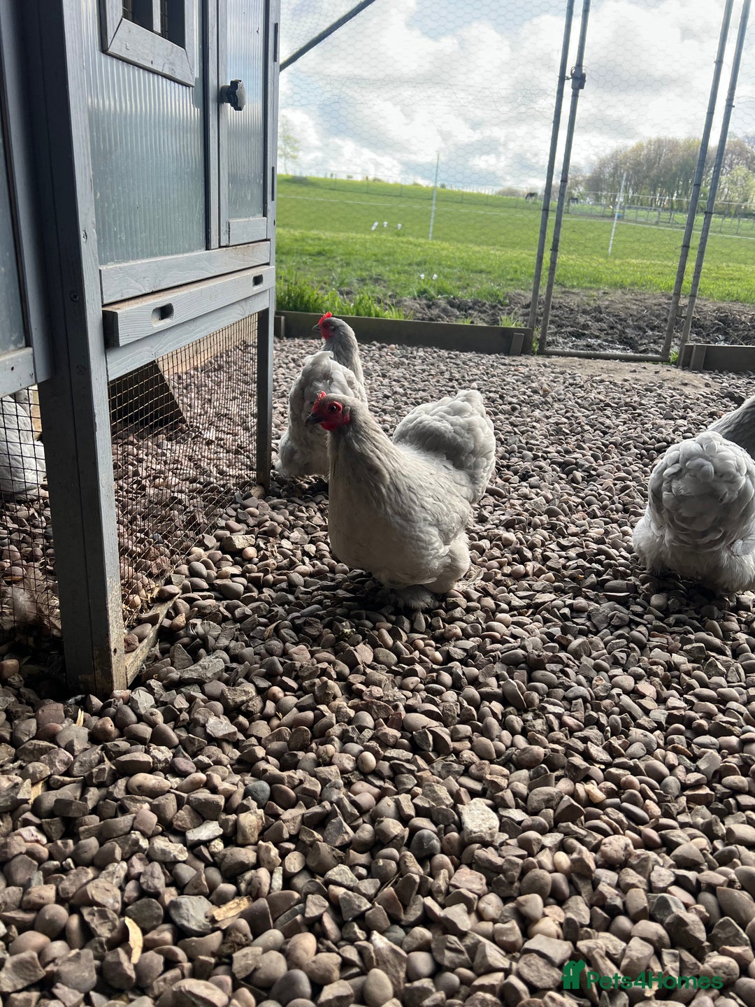 Chickens poultry for sale: MIXED HATCHING EGGS - Pekin, Silkie, Pekin/Silkie - Advert 5