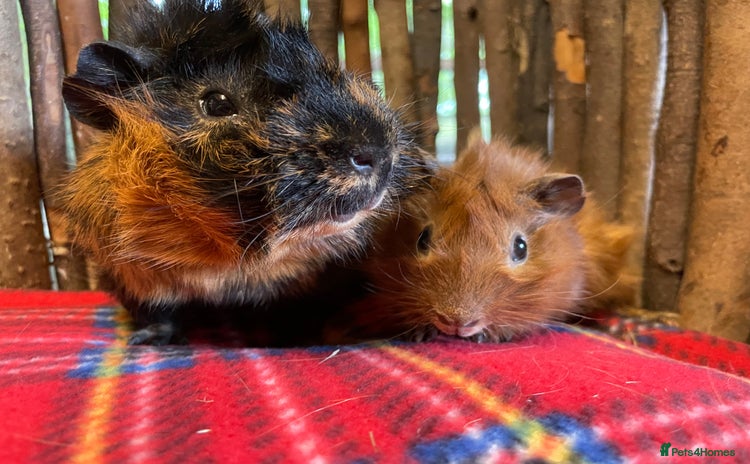 Guinea Pig rodents - Advert 2