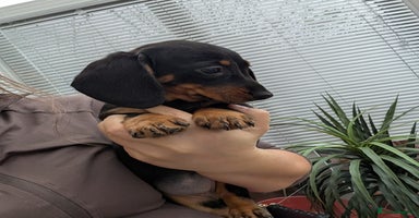 Dachshund dogs - Advert 15