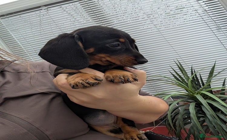 Dachshund dogs - Advert 5