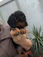 Dachshund dogs - Advert 15