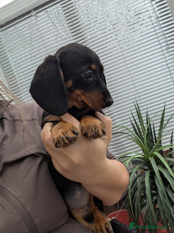 Dachshund dogs - Advert 5