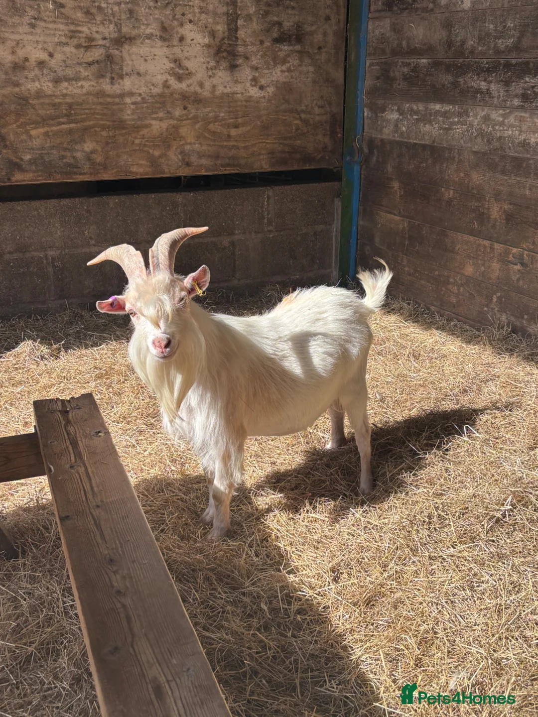 Goats livestock for sale: Proven Billy Goat – 2 Years Old Seeking Good Home - Advert 8